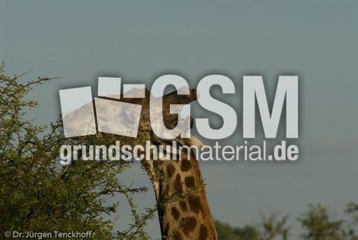 Giraffe (89 von 94).jpg